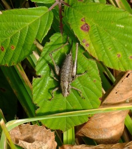 Female dark bush-cricket