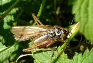 Male roesel's bush-cricket